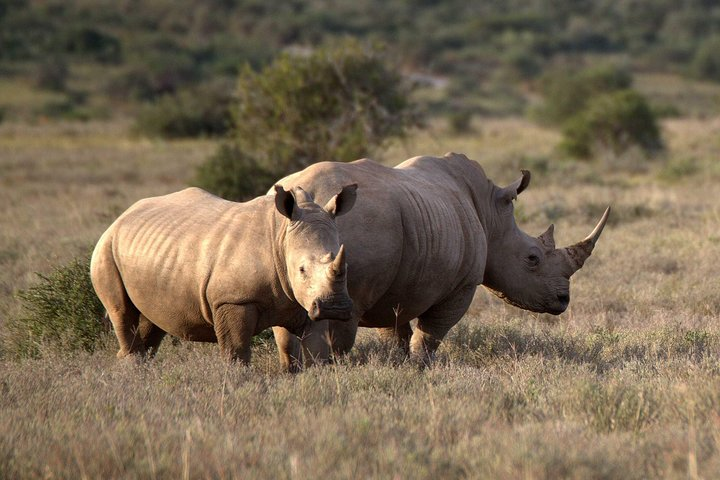 Safari Half-Day - Tala Game Reserve & Phezulu Centre from Durban - Photo 1 of 14